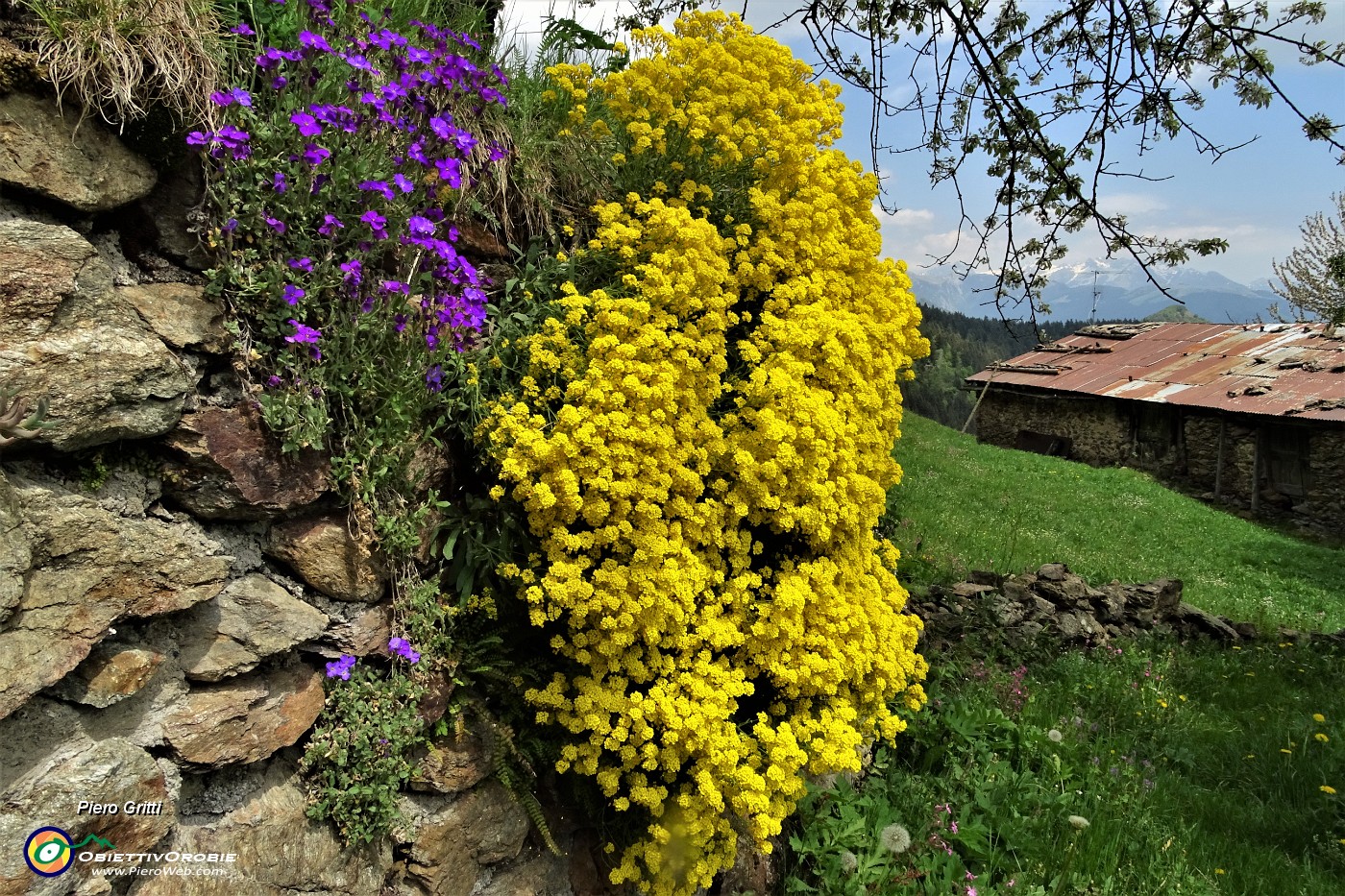 79 Splendido rampicante giallo .JPG